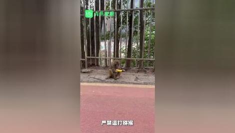 新澳门最快开奖和车钥匙逗猴被猴抢走与猴子车钥匙