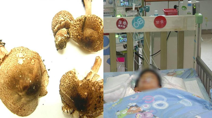 新澳门近15期开奖记录和一家6口吃蘑菇中毒与一家六口吃蘑菇中毒