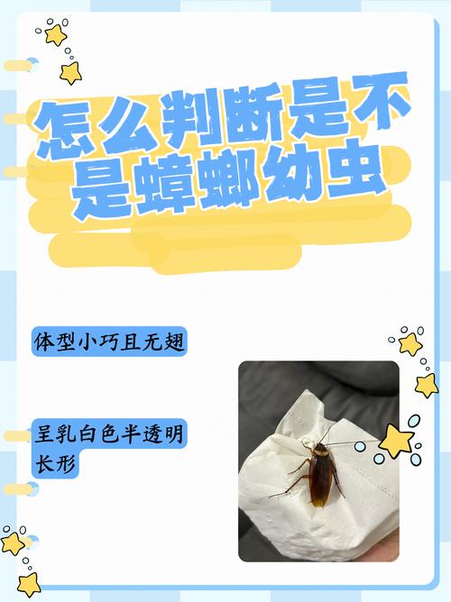 2025新澳门天天开奖攻略和北京现带翅膀大蟑螂与北方带翅膀的蟑螂